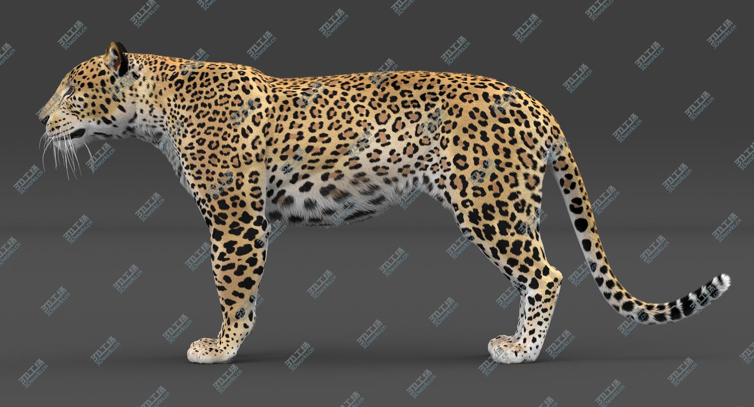 images/goods_img/2021040161/Leopard (Rigged-Fur) 3D model/4.jpg